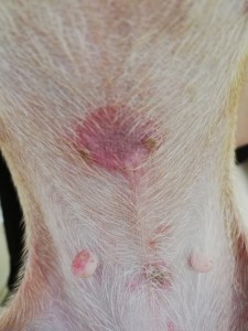 поражения кожи у собаки